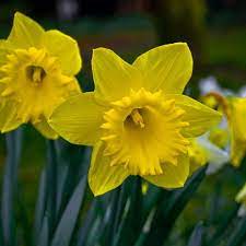 Daffodil S Daffodil Flower Daffodil Flower Pictures Daffodils