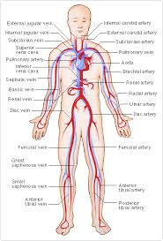 The carotid system of arteries and the jugular system of veins. Circulatory System Arteries And Veins Medical Transcription Circulatory System