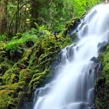 Free Nature Sounds Mp3 Downloads Relaxing Zen Music