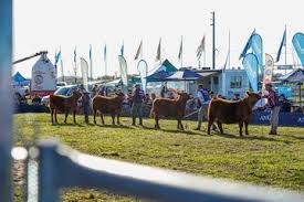 Semana Angus 2025: Santander Apuesta Fuerte al Campo Argentino - Imagen ilustrativa del artículo
