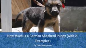 See more ideas about german shepherd puppies, german shepherd, shepherd. How Much Is A German Shepherd Puppy With 21 Examples Trainyourgsd
