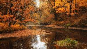 Autumn Wallpaper Desktop Collections Cool Wallpaper Fall Desktop Backgrounds Desktop Wallpapers Backgrounds Forest Wallpaper