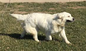 Get healthy pups from responsible and professional breeders at puppyspot. Raberg S English Creme Golden Retrievers Golden Retrievers Missouri