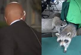 Wenn du ein verlassenes waschbärbaby findest und ganz sicher bist, dass es verwaist ist, kann es nötig sein, dass du es gesundpflegst. Ø´Ø§Ù‡Ø¯ Ø­ÙŠÙˆØ§Ù† Ø§Ù„Ø±Ø§ÙƒÙˆÙ† ÙŠØ¶Ø¹ ÙƒØ¨ÙŠØ± Ù…Ø±Ø§Ø³Ù„ÙŠ Ø³ÙŠ Ø¥Ù† Ø¥Ù† Ø¨Ù…ÙˆÙ‚Ù Ù…Ø­Ø±Ø¬