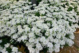 Purity Candytuft Iberis Sempervirens Long Blooming Perennials Shade Garden Plants Landscaping With Rocks