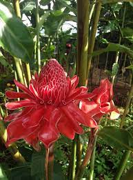 Torch Ginger Flower Pathompetch Farm Thailand Torch Ginger Flower Ginger Flower Torch Ginger