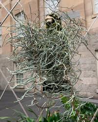 Image result for Microcoelia globulosa