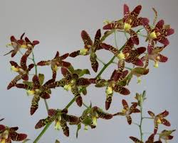 Image result for Ansellia