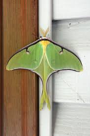 From learning new methods to keeping up with the latest innovations, the most effective healing process, and a variety of jewelry options. Moth Stock Photos And Images 123rf