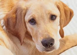 Il labrador retriever è, come dice il nome, un cane da riporto Goldador Ibrido Golden Labrador
