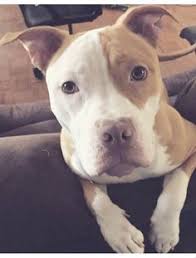 Pin By Alex Huerta On Pit Bull Love Animales Cachorros Mascotas