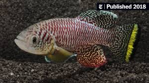 Image result for Ottelia fischeri