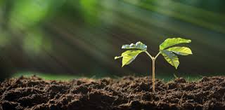 Selecting the perfect tree for your property can be overwhelming. Exaggerating How Much Carbon Dioxide Can Be Absorbed By Tree Planting Risks Deterring Crucial Climate Action