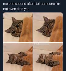 Top Laughing So Hard Cat Memes Cat Meme Crush In 2020 Cat Memes Funny Cat Memes Funny Animals