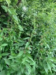 Image result for Vincetoxicum conspicuum