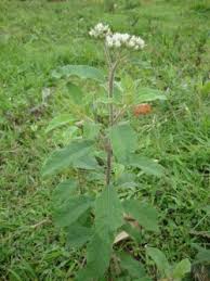 Image result for Vernonia lasiopus