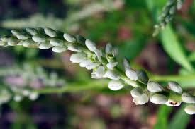 Image result for Polygalaceae