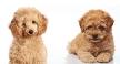 5 Types of Poodles That Recognized & Unrecognized ...