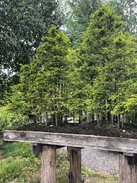 2 just click on the icons, download the file(s) and print them on your 3d printer A Mini Forest In The Largest Japanese Garden In Europe Lithuania Miniworlds