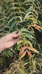 Image result for Woodfordia