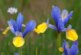 Bearded iris grows from under. Dutch Iris Plant Care Growing Guide