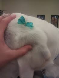 While i don't outfit my girls with bow ties, i do make them as gifts for some of the canines on my holiday i like this design because it's easy to alter the size of the bow, and you can make one large or small enough to fit any dog collar. Pin On Grooming