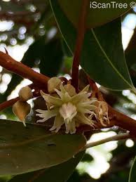 Image result for Monopsis zeyheri