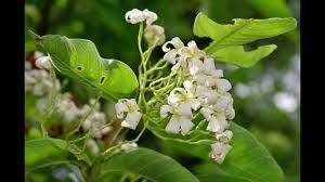 Image result for Holarrhena floribunda