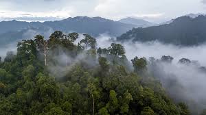 The amazon rainforest is now emitting more carbon dioxide than it is able to absorb, scientists have confirmed for the first time. Amazon Rainforest Weather Seasons Best Time To Visit Rainforest Cruises