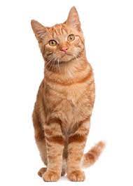 Cat Tabby Cat Quilt Set Red Orange One Cat Standing On Etsy Tabby Cat Cat Stands Cat Behavior