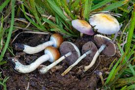 There is also an info section where aditional data is displayed, like edibility, where the mushroom can be found, a graph with the. Psilocybe Cubensis Wikipedia