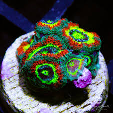 Image result for Microcoelia corallina