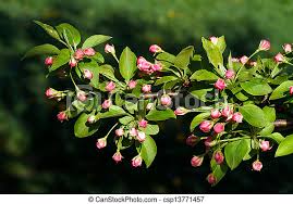 Place the bud union (the point where the scion is budded or grafted onto the rootstock). Crab Apple Blossoms Ready To Pop Flower Buds On The Limb Of A Flowering Crab Apple Tree Ready To Open In Bloom In The Spring Canstock
