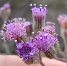 Image result for Senecio purpureus