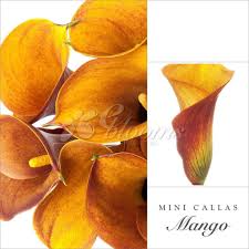 Check out their bulk flowers and wedding and event flowers departments online for even steeper savings. Mini Callas Mango Orange Pack 80 Stems Ebloomsdirect Bulk Flowers Online Diy Wedding Flowers Calla Lily Flowers