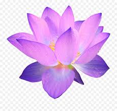 All png & cliparts images on nicepng are best quality. Lotus Flower Clipart No Background Purple Flower Transparent Background Png Free Transparent Png Images Pngaaa Com