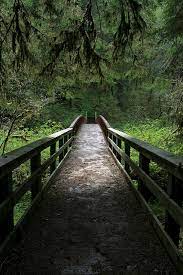 Check spelling or type a new query. Valley Of The Giants Is A Must See That Oregon Life