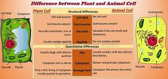 We did not find results for: Difference Between Plant And Animal Cell Selftution