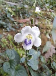 Image result for Asystasia intrusa