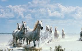13 android wallpaper hd 1080p. Seven Horses Wallpapers Top Free Seven Horses Backgrounds Wallpaperaccess