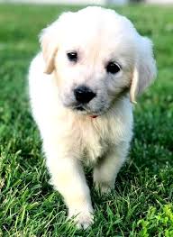 That means we are inspected annually by the carroll county. Gracie Golden Retriever Puppy 606438 Puppyspot