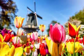 The keukenhof gardens near amsterdam provide visitors with a feast for the senses! Keukenhof Niederlande Hier Konnen Sie In Ein Bluhendes Tulpenmeer Eintauchen Geo
