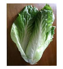 Chicoree A Larges Feuilles Pain De Sucre Amelioree Bio Les Graines Bocquet