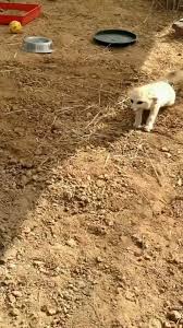 @Yoda4evers video Tweet