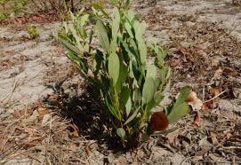 Image result for Diospyros chamaethamnus