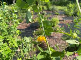 Image result for Senna obtusifolia