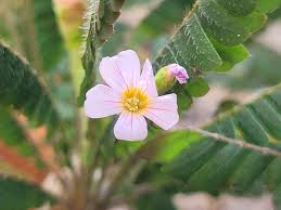 Image result for Biophytum crassipes