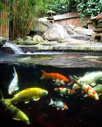 We did not find results for: Pin On Koi Pond