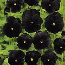 Find the perfect black flower stock photos and editorial news pictures from getty images. Pin On Beautiful Gardens And Landscaping