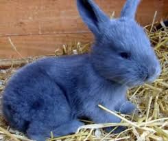 The cheapest offer starts at £5. Best 30 Continental Giant Rabbit Fun On 9gag